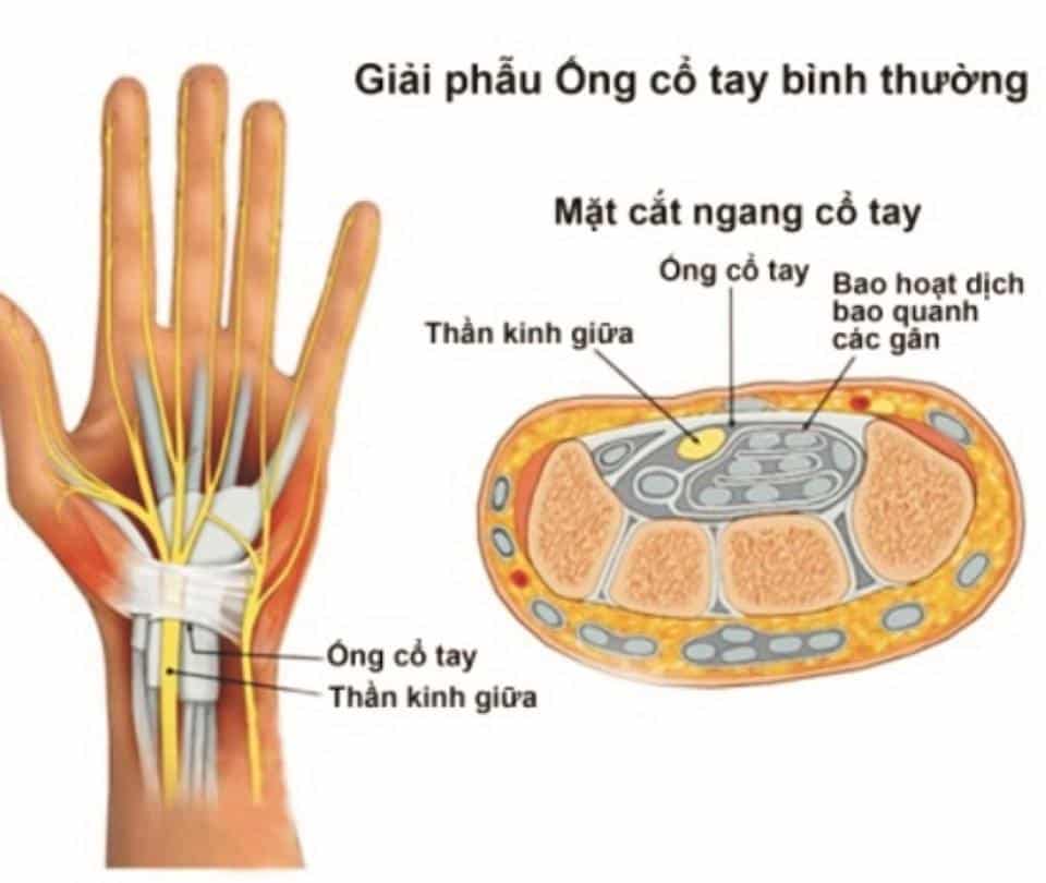 Giải phẫu tk giữa và ống cổ tay